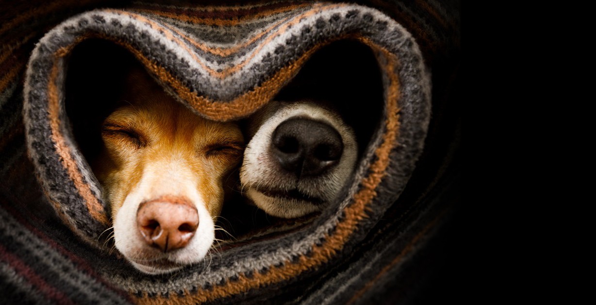 Zwei Hunde, warm in einem Wolltuch eingekuschelt, stecken die Köpfe leicht heraus